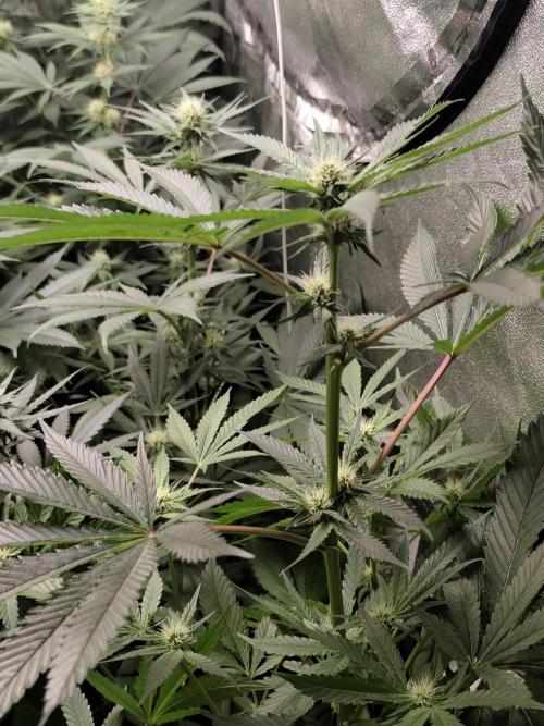 Spliff Seeds Girl Scout Cookies. Week 6