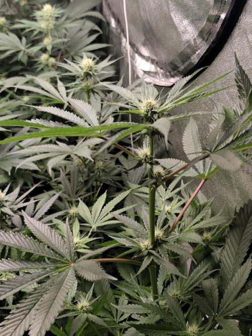 Spliff Seeds Girl Scout Cookies. Week 6