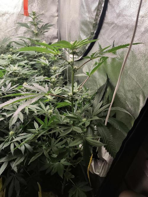 Spliff Seeds Girl Scout Cookies. Week 6