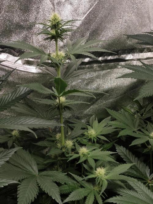 Spliff Seeds Gelato. Week 6