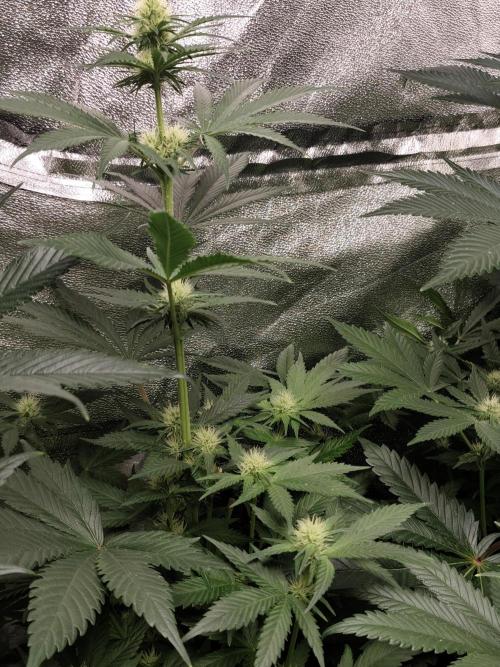 Spliff Seeds Gelato. Week 6