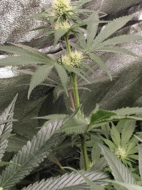 Spliff Seeds Gelato. Week 6