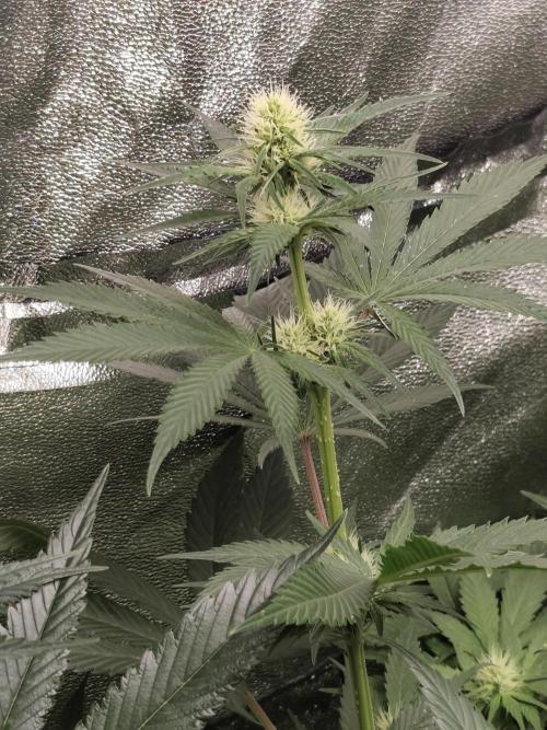 Spliff Seeds Gelato. Week 6