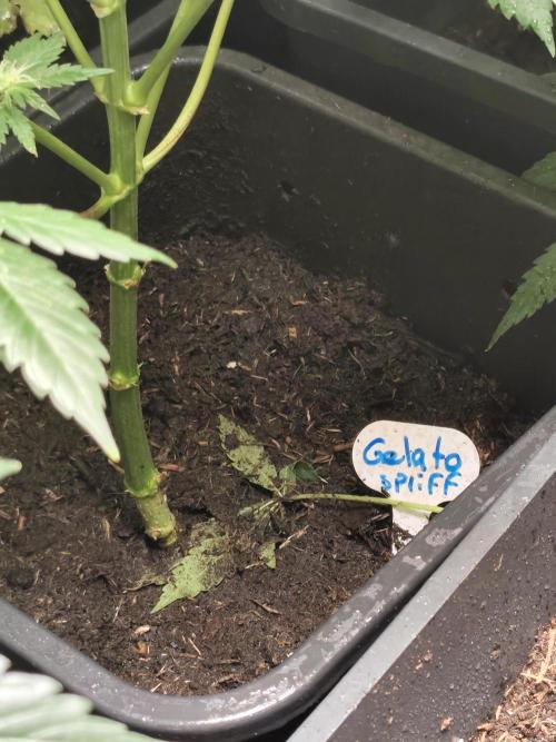 Spliff Seeds Gelato. Week 6