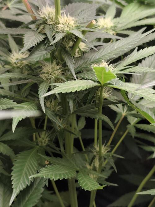 Spliff Seeds Gelato. Week 6