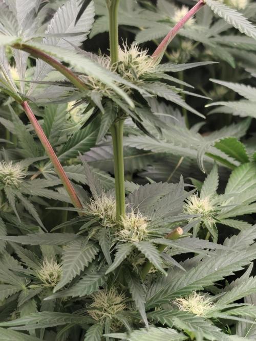 Spliff Seeds Gelato. Week 6