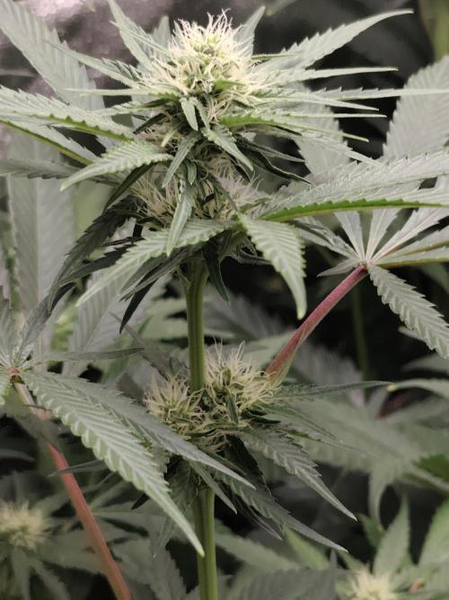 Spliff Seeds Gelato. Week 6