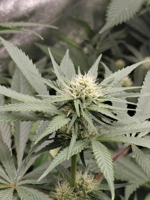 Spliff Seeds Gelato. Week 6
