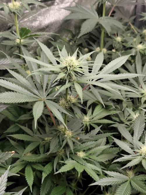 Spliff Seeds Gelato. Week 6