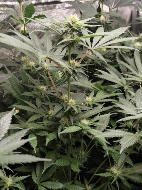 Spliff Seeds Gelato. Week 6