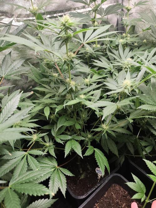 Spliff Seeds Gelato. Week 6