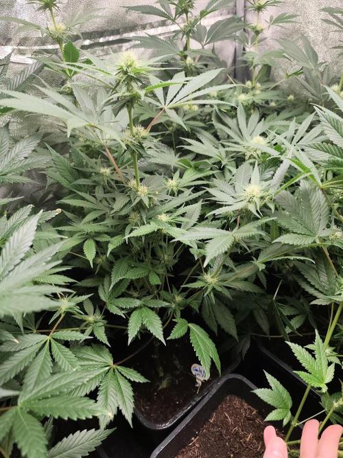 Spliff Seeds Gelato. Week 6