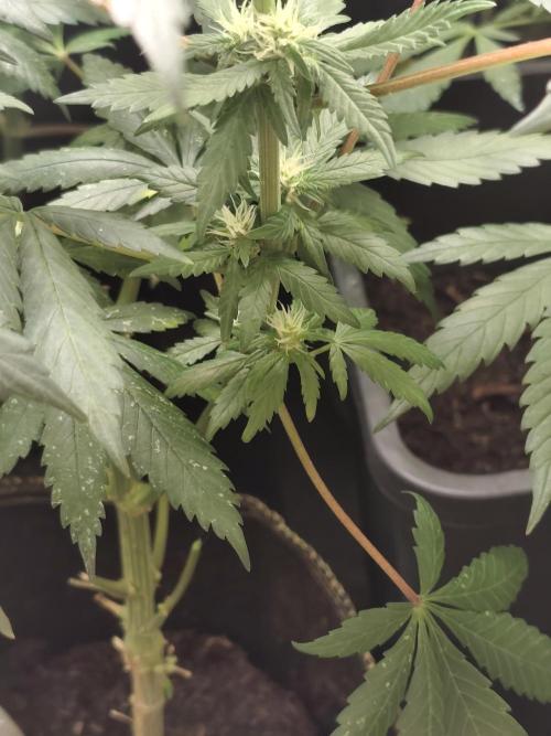 Purple Mintz 💜. Week 6