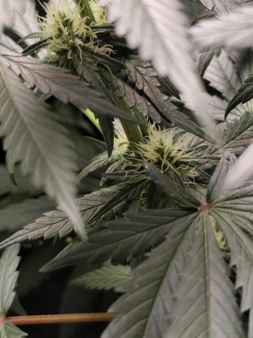 Purple Mintz 💜. Week 6