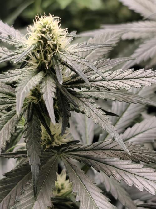 Purple Mintz 💜. Week 6