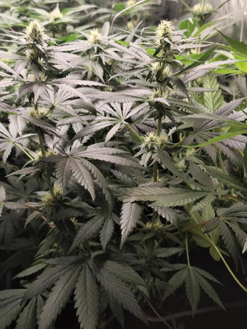 Purple Mintz 💜. Week 6