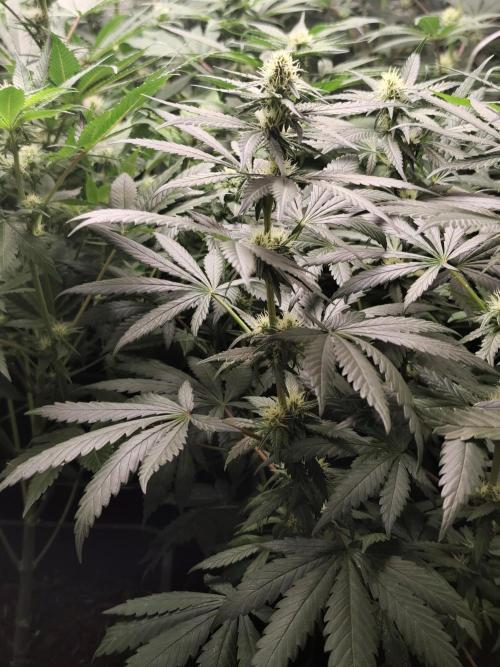 Purple Mintz 💜. Week 6
