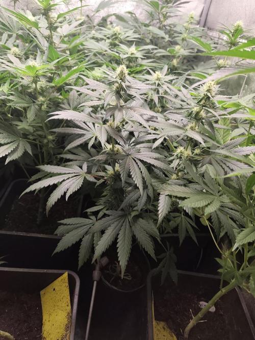 Purple Mintz 💜. Week 6