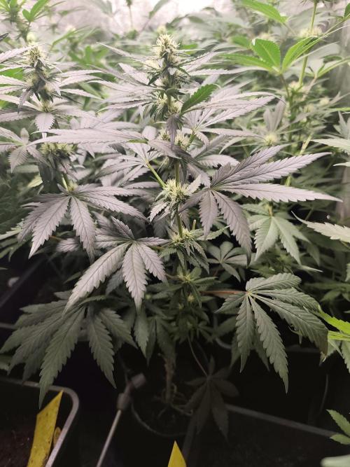 Purple Mintz 💜. Week 6