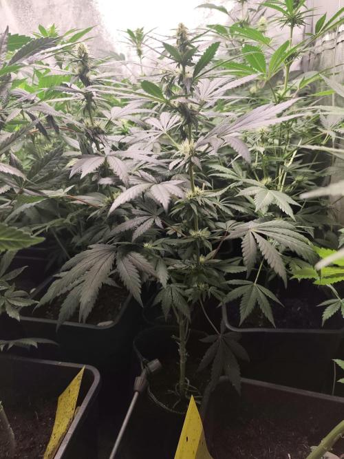 Purple Mintz 💜. Week 6