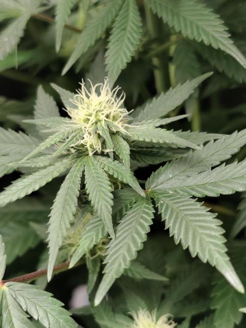 Sweetopia 🍭 paradise seeds. Week 6