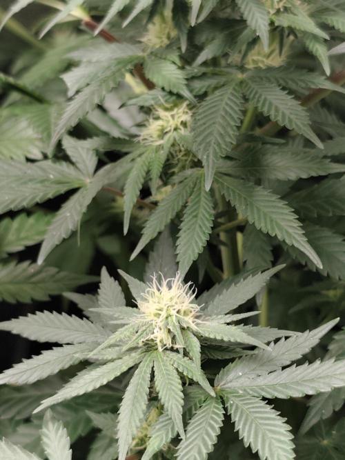 Sweetopia 🍭 paradise seeds. Week 6