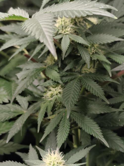 Sweetopia 🍭 paradise seeds. Week 6