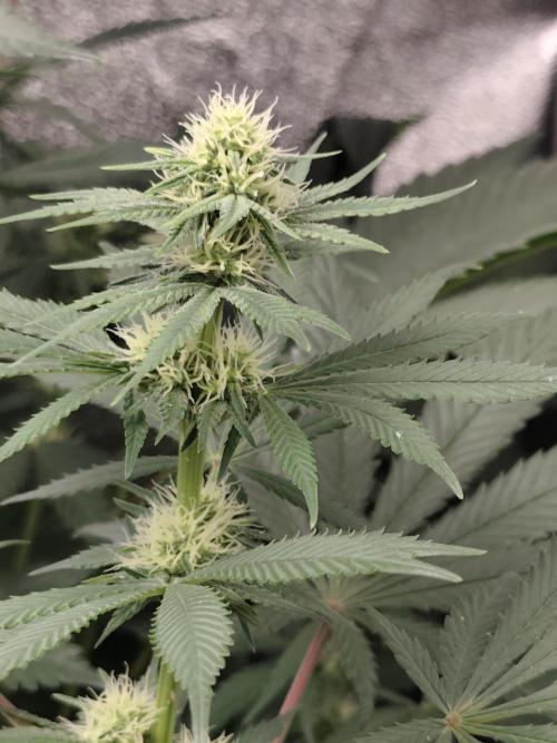Sweetopia 🍭 paradise seeds. Week 6