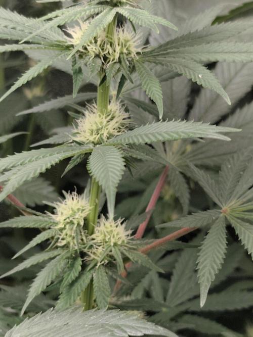 Sweetopia 🍭 paradise seeds. Week 6