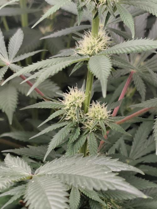 Sweetopia 🍭 paradise seeds. Week 6