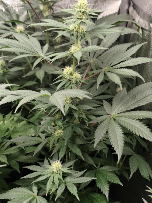 Sweetopia 🍭 paradise seeds. Week 6