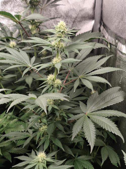 Sweetopia 🍭 paradise seeds. Week 6