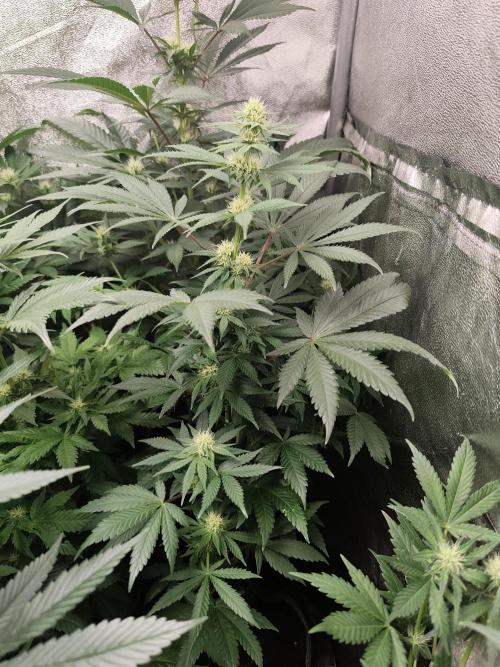 Sweetopia 🍭 paradise seeds. Week 6