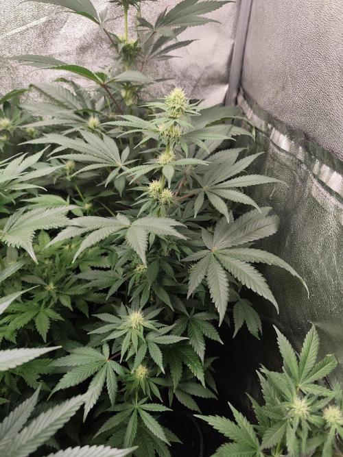 Sweetopia 🍭 paradise seeds. Week 6
