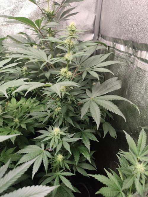 Sweetopia 🍭 paradise seeds. Week 6