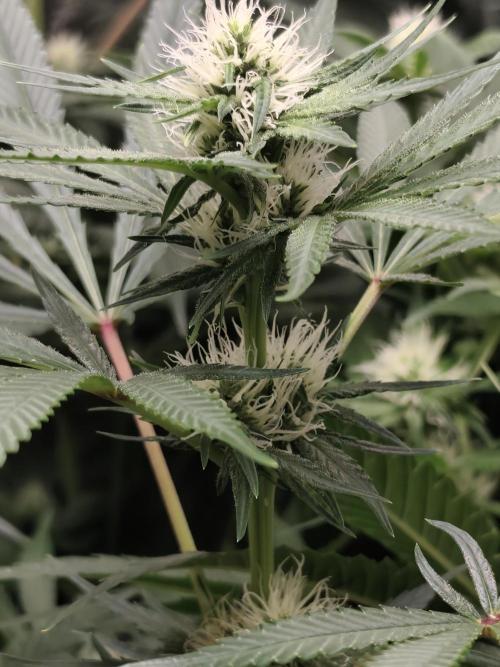 Seeds Genetics - 24K Kush. Week 6