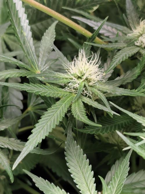 Seeds Genetics - 24K Kush. Week 6