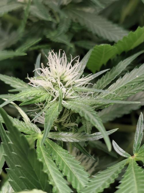 Seeds Genetics - 24K Kush. Week 6