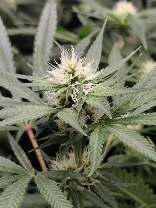 Seeds Genetics - 24K Kush. Week 6