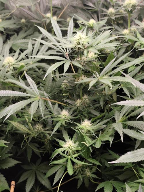 Seeds Genetics - 24K Kush. Week 6