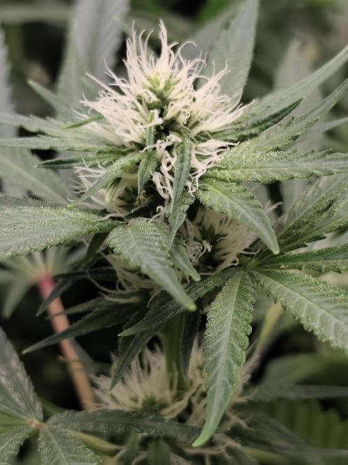Seeds Genetics - 24K Kush. Week 6