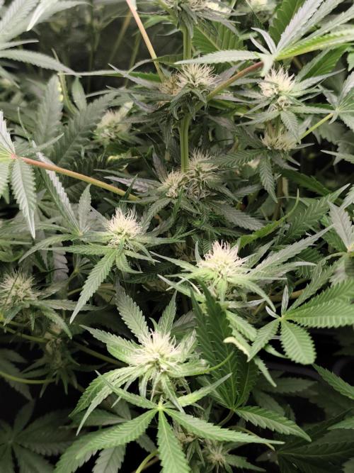 Seeds Genetics - 24K Kush. Week 6