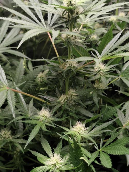 Seeds Genetics - 24K Kush. Week 6