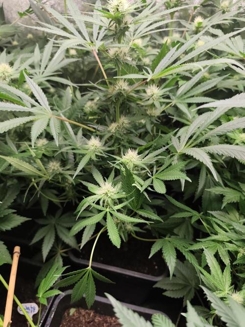 Seeds Genetics - 24K Kush. Week 6