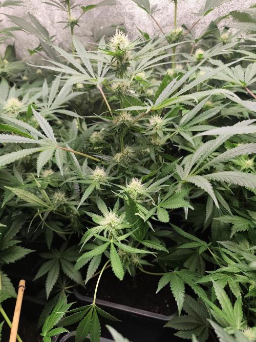 Seeds Genetics - 24K Kush. Week 6