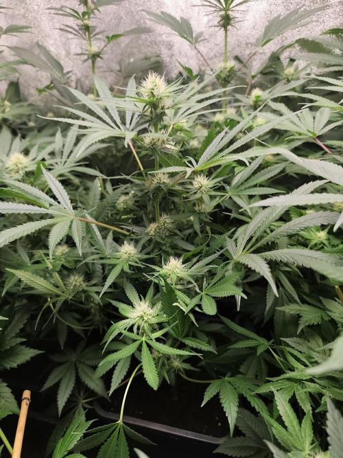24K Feminized. Week 6