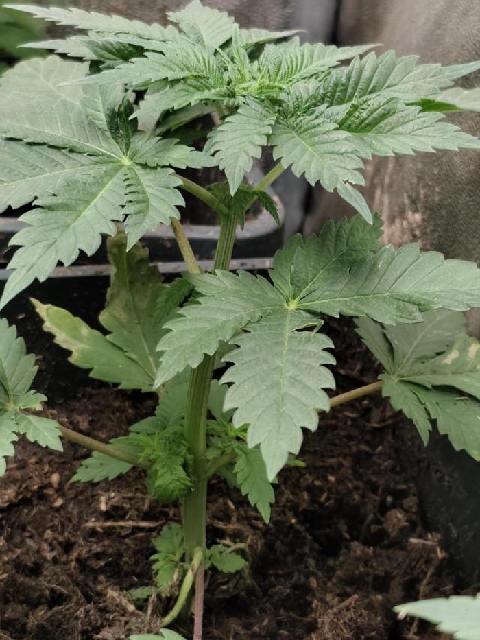 Durban Fruity - Serious Seeds. Week 3