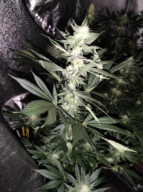 Seeds Genetics - 24K Kush. Week 7