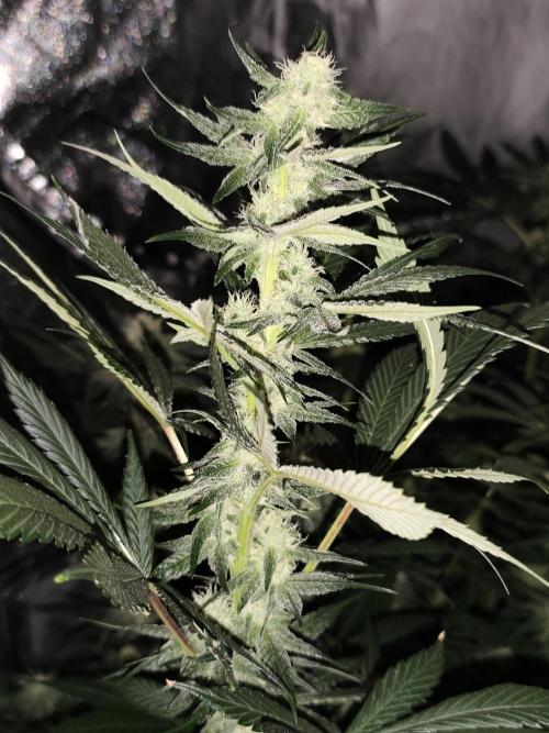 Seeds Genetics - 24K Kush. Week 7