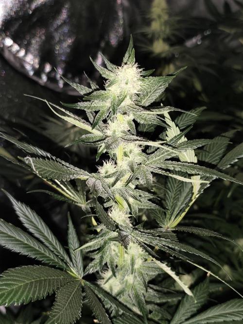 Seeds Genetics - 24K Kush. Week 7